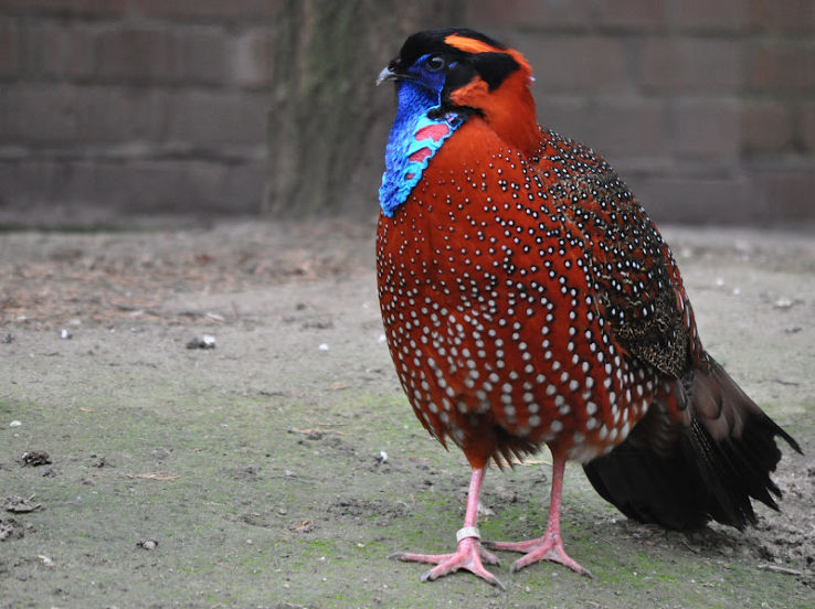 Pleasurable 4 Days 3 Nights khonoma Tour Package